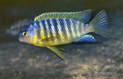 Tropheops sp. 'aurora' Njambe